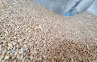 Amcasından kalan değirmende geleneksel yöntemlerle un öğütüyor