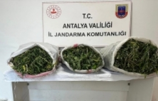 Antalya'da kiraladığı seralarda uyuşturucu yetiştiren kişi yakalandı
