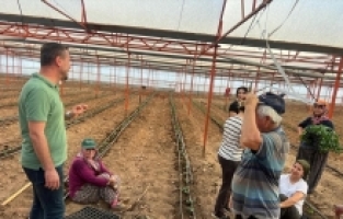 Antalya'nın Demre ilçesinde güz dönemi domatesleri ekildi