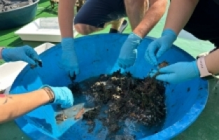 İzmit Körfezi'ndeki dip çamuru temizliği biyoçeşitliliği artıracak