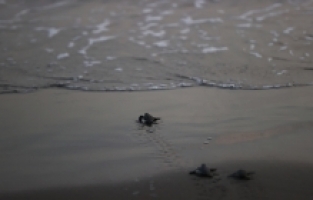 Kaplumbağaların yumurta bıraktığı Adana'daki kumsalda 353 yuvadan yavru çıkışları sürüyor