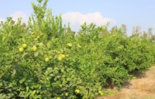 Mersin'de erkenci limonun hasadı başladı