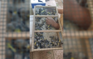 Mersin'de saka kuşu avlayan 2 kişiye 73 bin 456 lira ceza kesildi