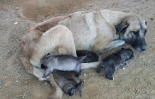 Mersin'de uçurumda mahsur kalan köpek ve 5 yavrusu kurtarıldı
