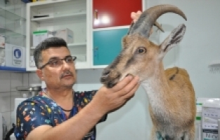 Mersin'de yaralı bulunan dağ keçisi tedaviye alındı