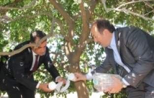 Mersin'de yaş meyve zararlılarına karşı bahçelere faydalı böcek salındı