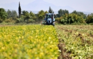 Osmaniye'de ekim alanı genişleyen yer fıstığında rekolte artışı bekleniyor