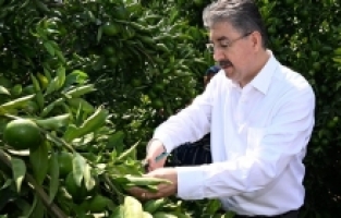 Osmaniye'de erkenci mandalinanın hasadı başladı