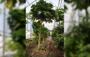 Tropikal meyve üreticileri, daha az su ve bakım isteyen papayayı sevdi