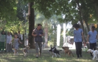 Antalya'da sokağa terk edilen “can dostlar“ eğitilerek sahiplendiriliyor