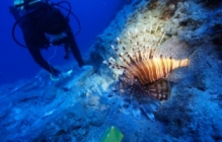 Antalya'daki batıkta arkeologların çalışmalarına zehirli aslan balıkları da eşlik etti