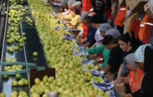 Çukurova'da iklim şartlarının uygun gitmesi narenciyede rekolte beklentisini artırdı