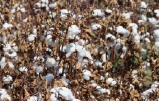 Çukurova'da ekim alanı azalan pamuktan 100 bin ton rekolte bekleniyor