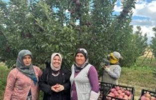 Elmalı'da elma hasadı başladı