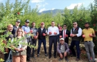 Finike'de nar hasadı başladı