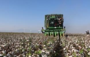 Hatay Valisi Mustafa Masatlı, Amik Ovası'nda pamuk hasadına katıldı