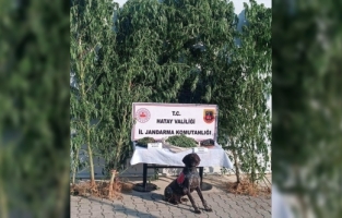 Hatay'da 105 kök kenevir ve 4 kilogram esrar ele geçirildi