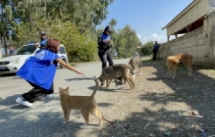 Hatay'da polis ve gönüllülerden sahipsiz hayvanlara mama desteği