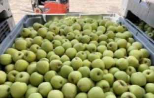 Isparta'da üreticiler elma hasadı mesaisinde