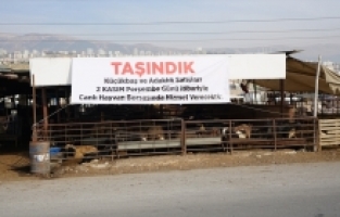 Kahramanmaraş'ta küçükbaş hayvan satışı canlı hayvan borsasında yapılacak