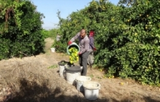Mersin'de araştırma enstitüsünde yetiştirilen mandalinanın hasadı yapıldı