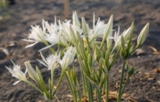 Mersin'de sahildeki kum zambakları koruma altına alındı
