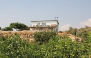 Mersin'de tekstil mühendisi girişimci tropikal meyve üretiyor