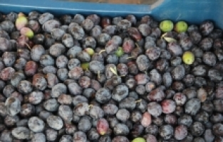 Mersin'de yağlık zeytinde hasat başladı