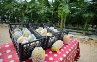 Vitamin ve mineral zengini papayanın üretimi Antalya'da yaygınlaşıyor