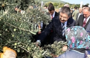 Zeytin üretiminde 12. sırada olan Osmaniye'de üretim hızla artıyor