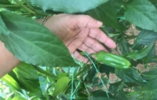 Antalya'da ıslah yöntemiyle 5 biber çeşidi çekirdeksiz üretildi