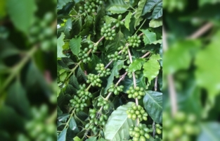 Antalya'da kahve fidanlarından verim alınmaya başlandı