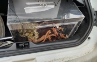 Antalya'da otomobilin bagajında piton bulundu