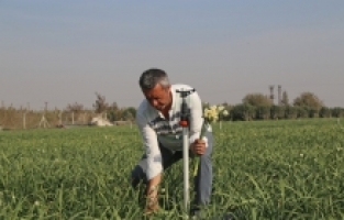 Depremzede üretici, Hatay sokakları yeniden nergis koksun diye işbaşı yaptı