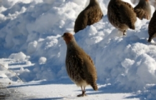 Erzurum'da çil keklikler karlar üzerinde yiyecek ararken görüntülendi