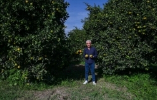 Finike'den Budapeşte'ye portakal ihracatı