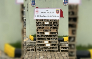 Hatay'da bir otomobilde 4 bin saka kuşu ele geçirildi