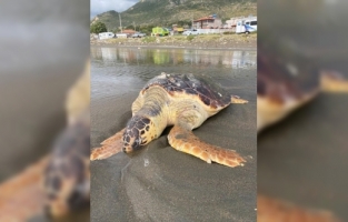 Hatay'da sahilde ölü caretta caretta bulundu