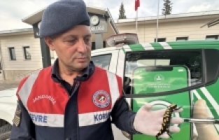Kahramanmaraş'ta nesli tehdit altında olan “sarı benekli semender“ görüldü