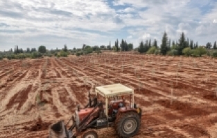 Kepez Belediyesinden zeytin ağacı seferberliği
