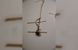 Keşfettiği sümbül türüne 13 yıl önce kaybettiği babasının adını verdi