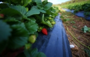 Köyündeki atıl araziyi devlet desteğiyle çilek bahçesine dönüştürdü