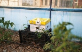 Mavi renkli seralarda bombus arılarıyla verimin arttırılması amaçlanıyor