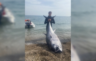 Mersin'de zıpkınla 150 kilogramlık orkinos avlandı