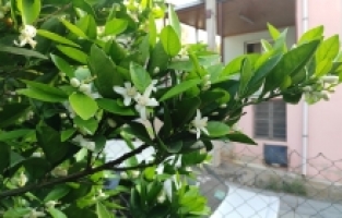 Osmaniye'de meyve ağaçları çiçek açtı