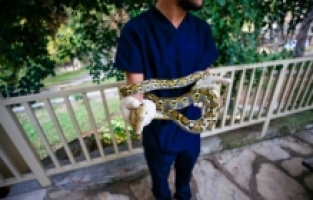 “Antalya'nın pitonları“ özel yaşam koşulları altında ziyaretçiyle buluştu