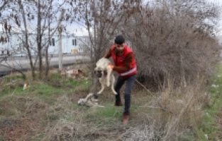 Elbistan'da sahipsiz hayvanlar belediye ekiplerince toplanıyor