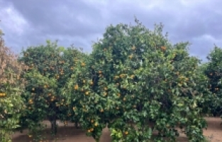 Antalya Kumluca'da sağanak hayatı olumsuz etkiledi
