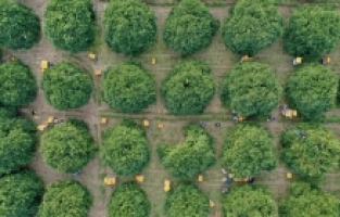 Hasadına başlanan Finike portakalının yüzde 20'si Almanya'ya ihraç ediliyor