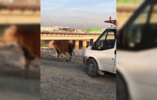 Hatay'da Asi Nehri'ne düşen büyükbaş hayvan kurtarıldı